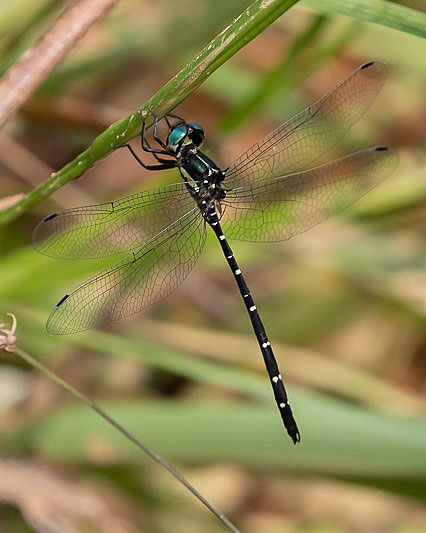 Eusynthemis nigra male-2489.jpg